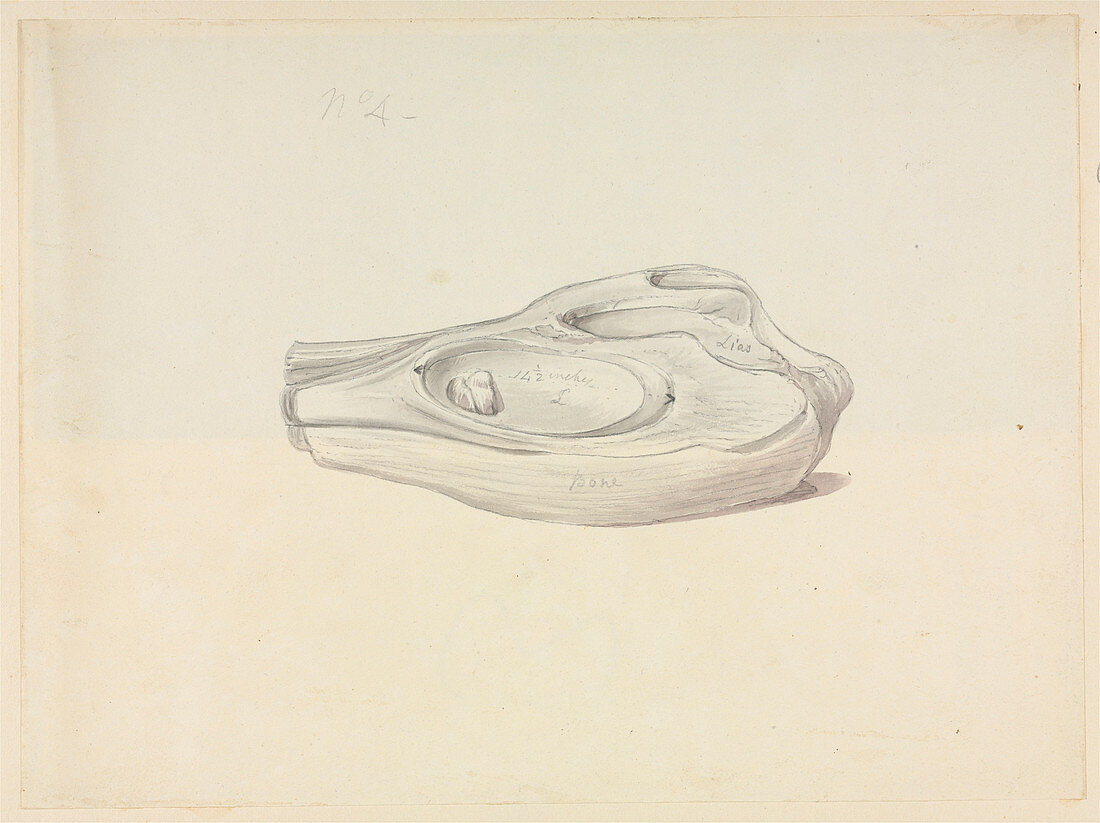 Ichthyosaurus fossil skull,19th century