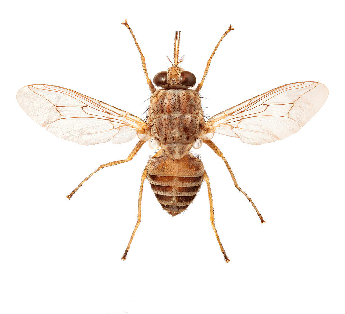 Savanna tsetse fly