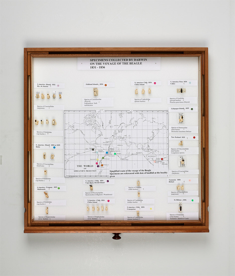 Beagle voyage map and display,1830s