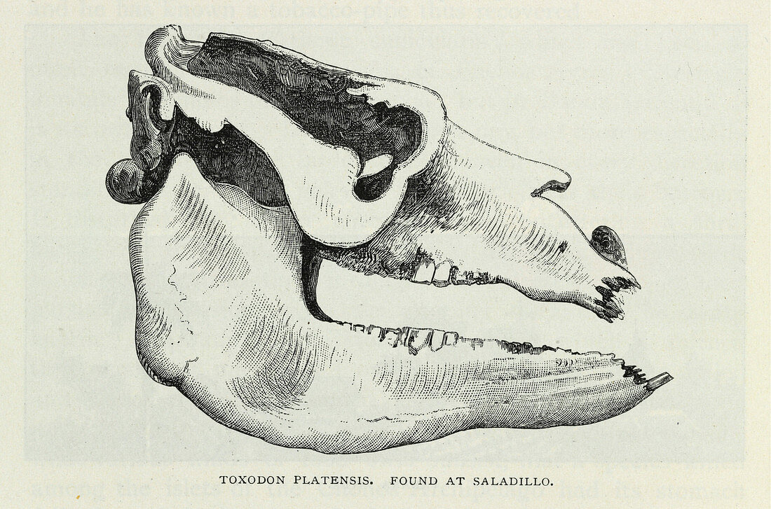 Toxodon platensis skull,artwork