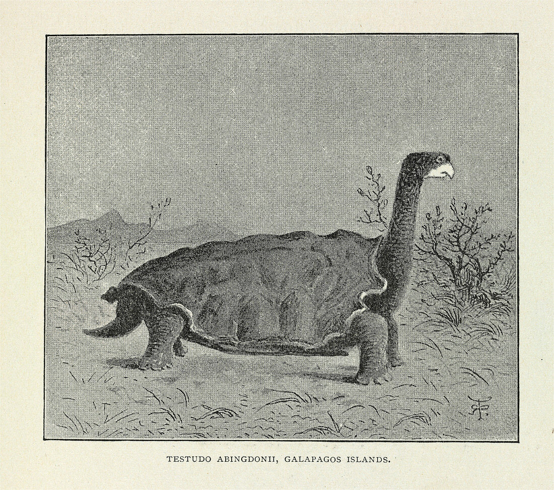 Galapagos tortoise,artwork