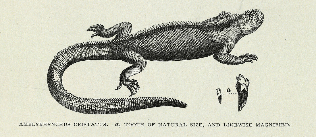 Marine iguana,artwork
