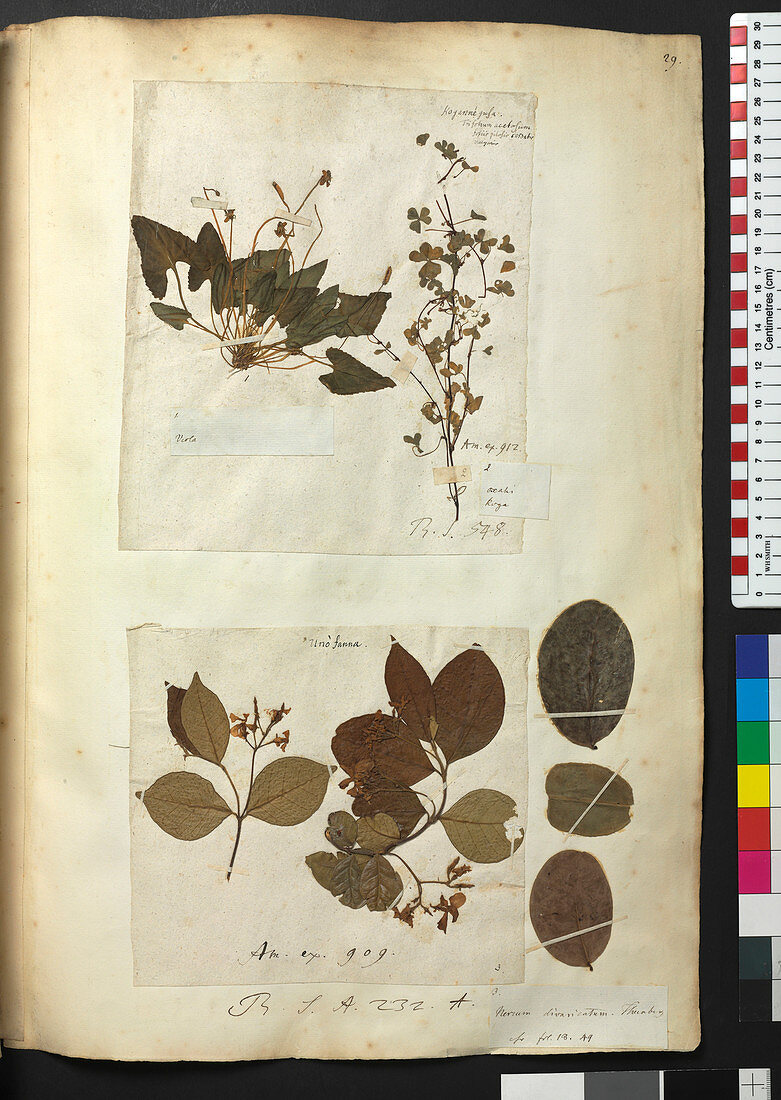 Pressed plants,Sloane Collection
