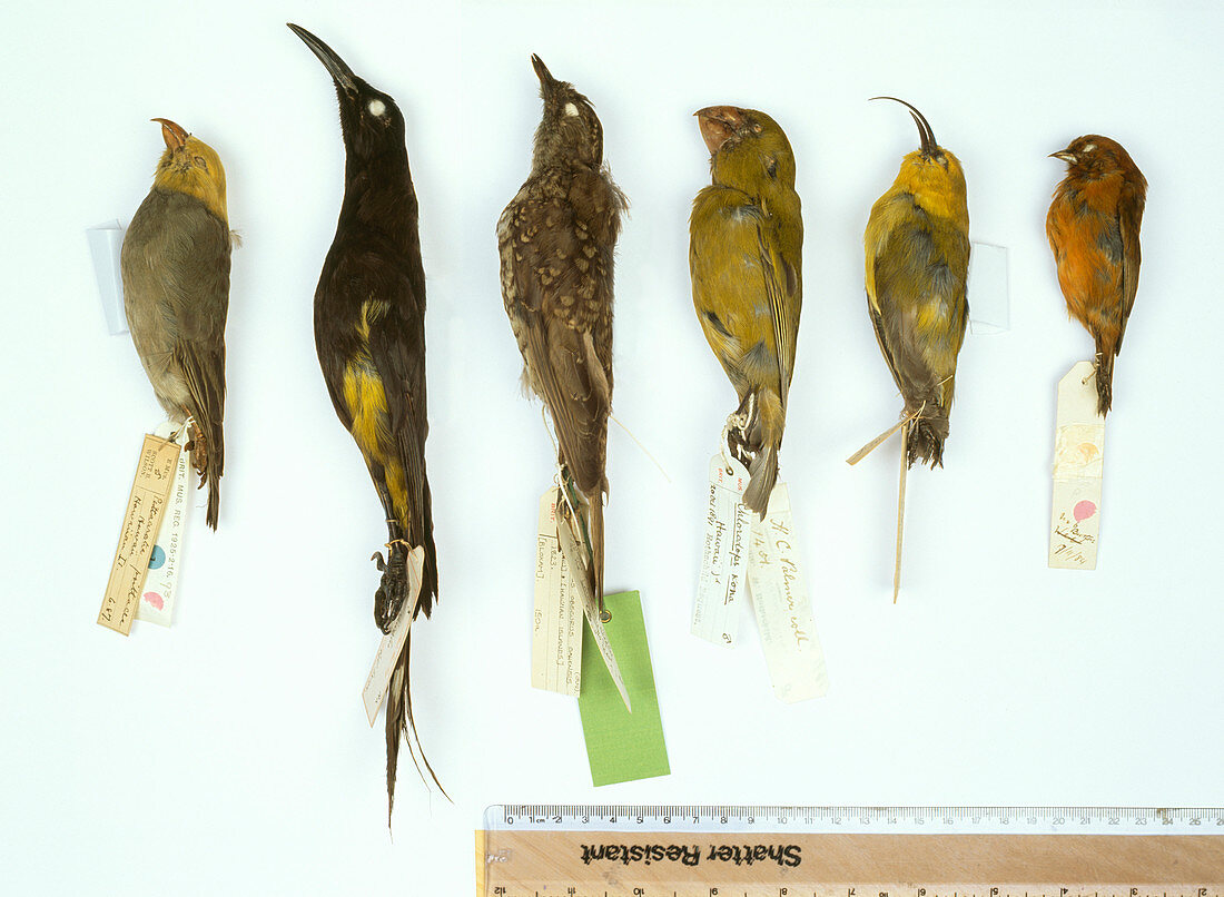 Extinct and endangered Hawaiian birds