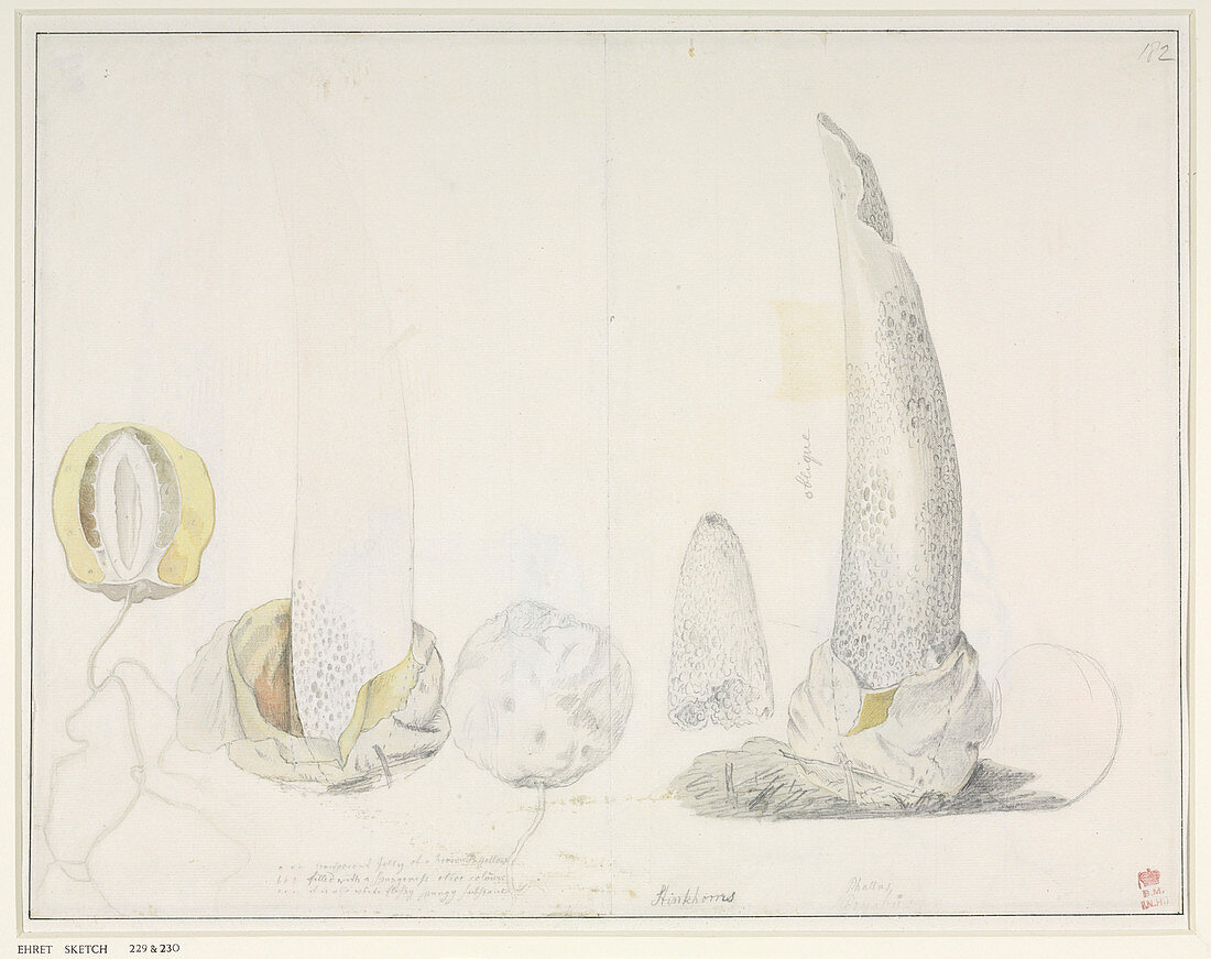 Common stinkhorn,18th century