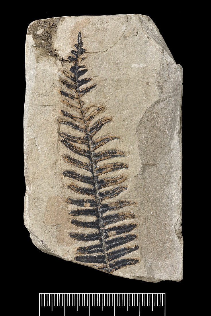 Seed fern (Alethopteris aquilinus) fossil