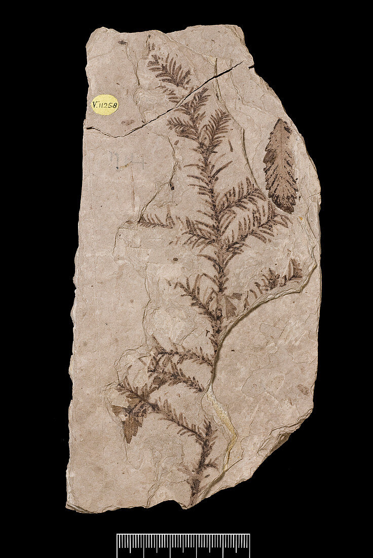 Redwood tree (Sequoia affinis) fossil