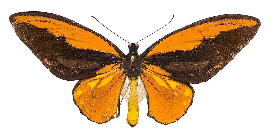 Wallace's golden birdwing butterfly