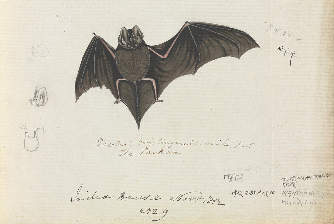 Lump-nosed bat,19th century