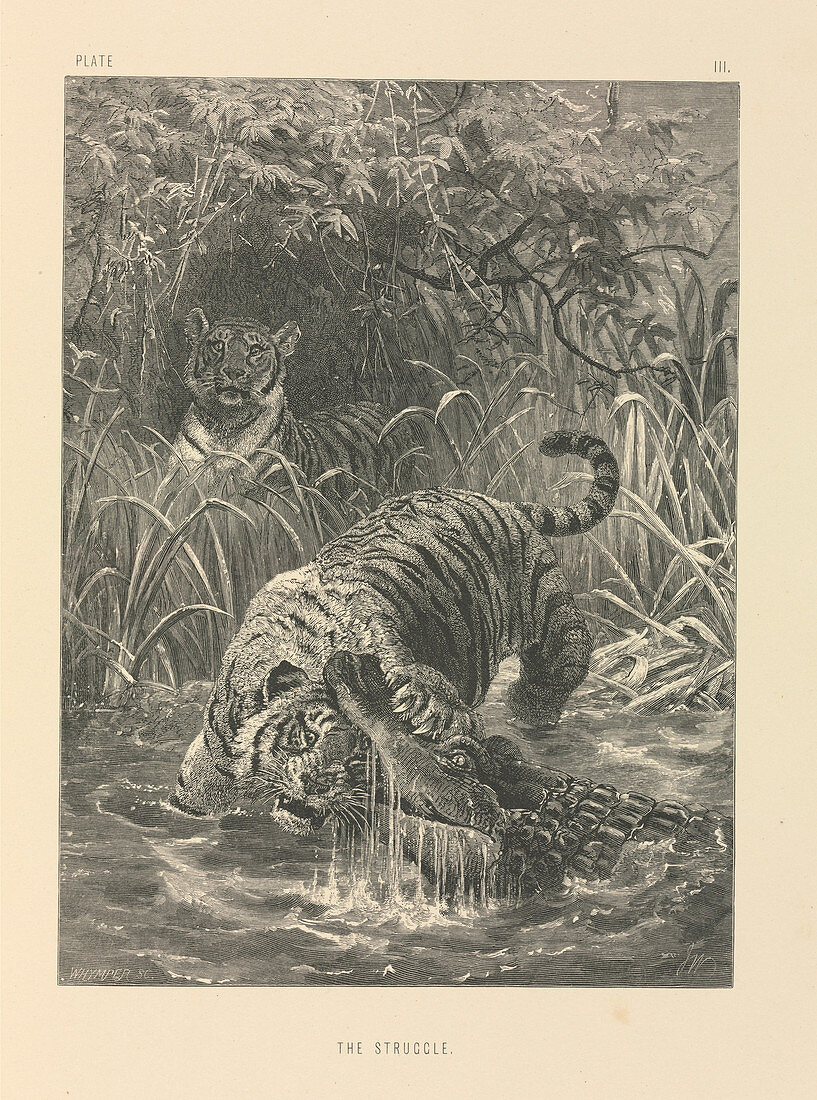 Tiger and crocodile,19th century