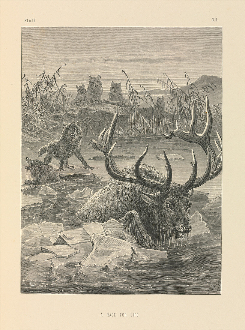 Wolves hunting a stag,19th century