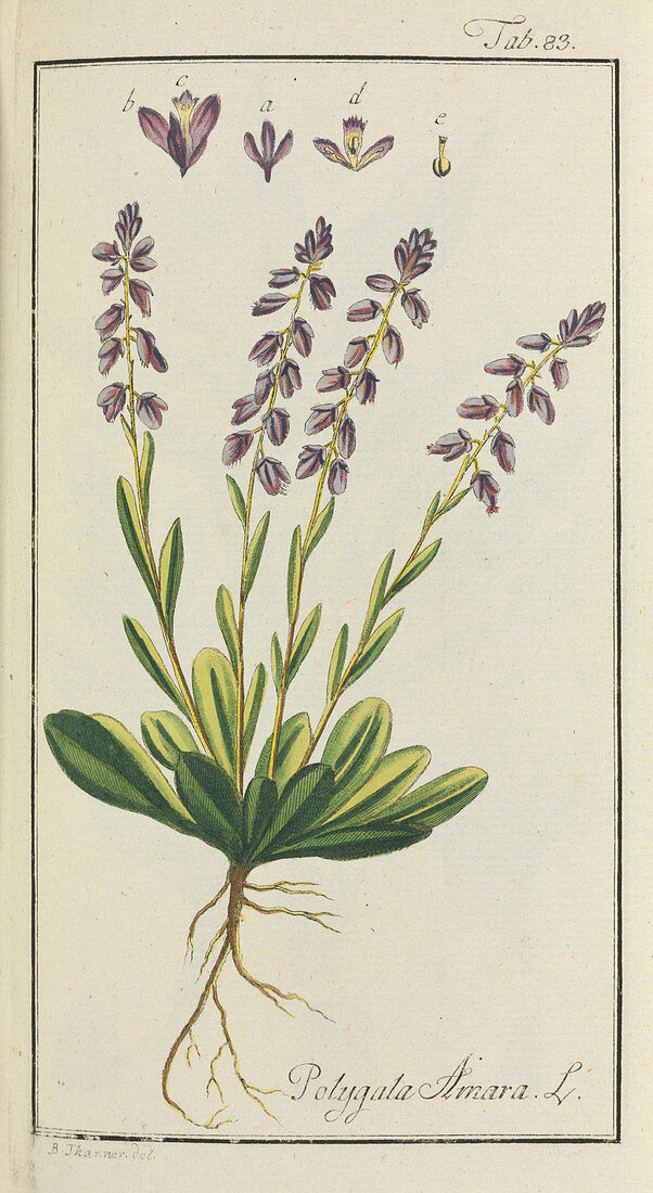 Dwarf milkwort,18th century