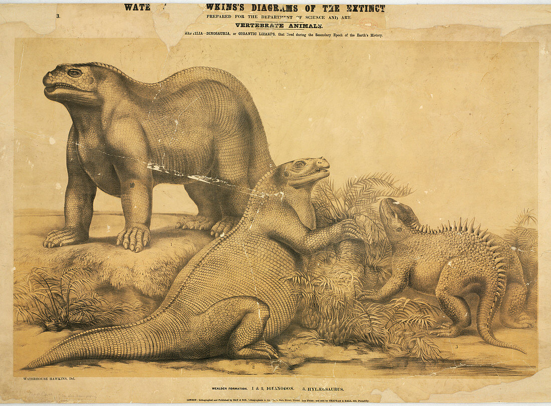 Dinosaur illustration,19th century