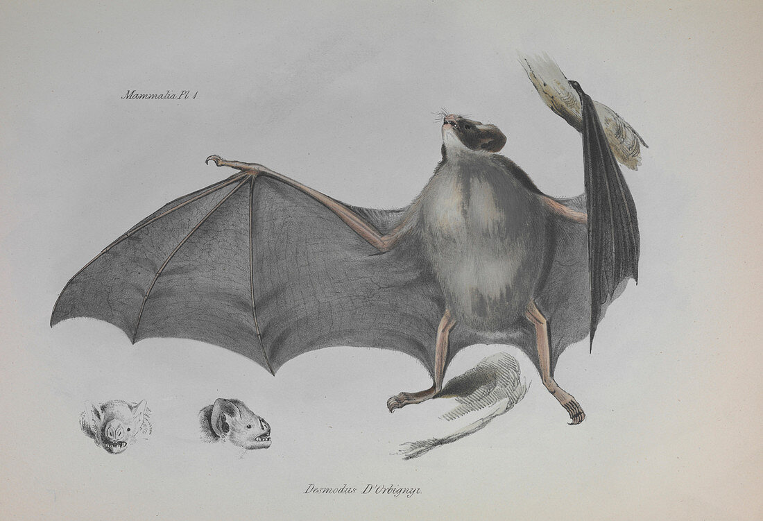 Vampire bat,Zoology of the Beagle