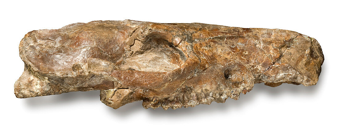 Fossil dawn horse skull