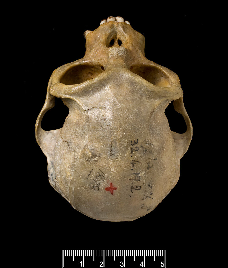 Delacour's langur skull