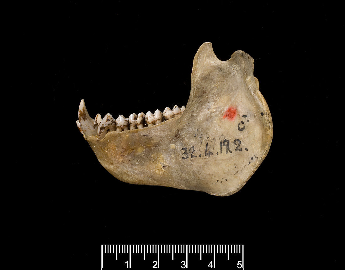 Male Delacour's langur jaw