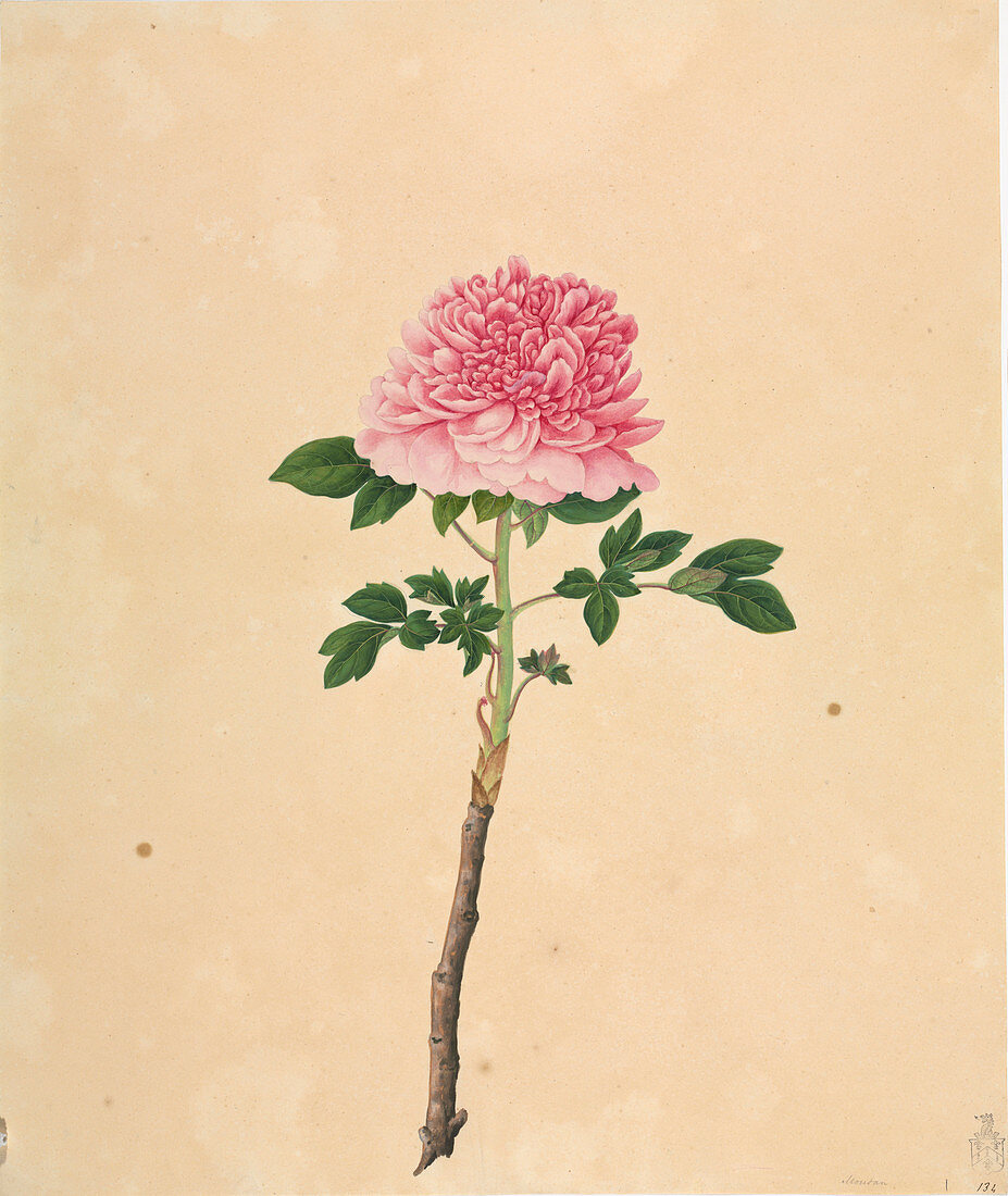 Tree peony (Paeonia suffruticosa) artwork