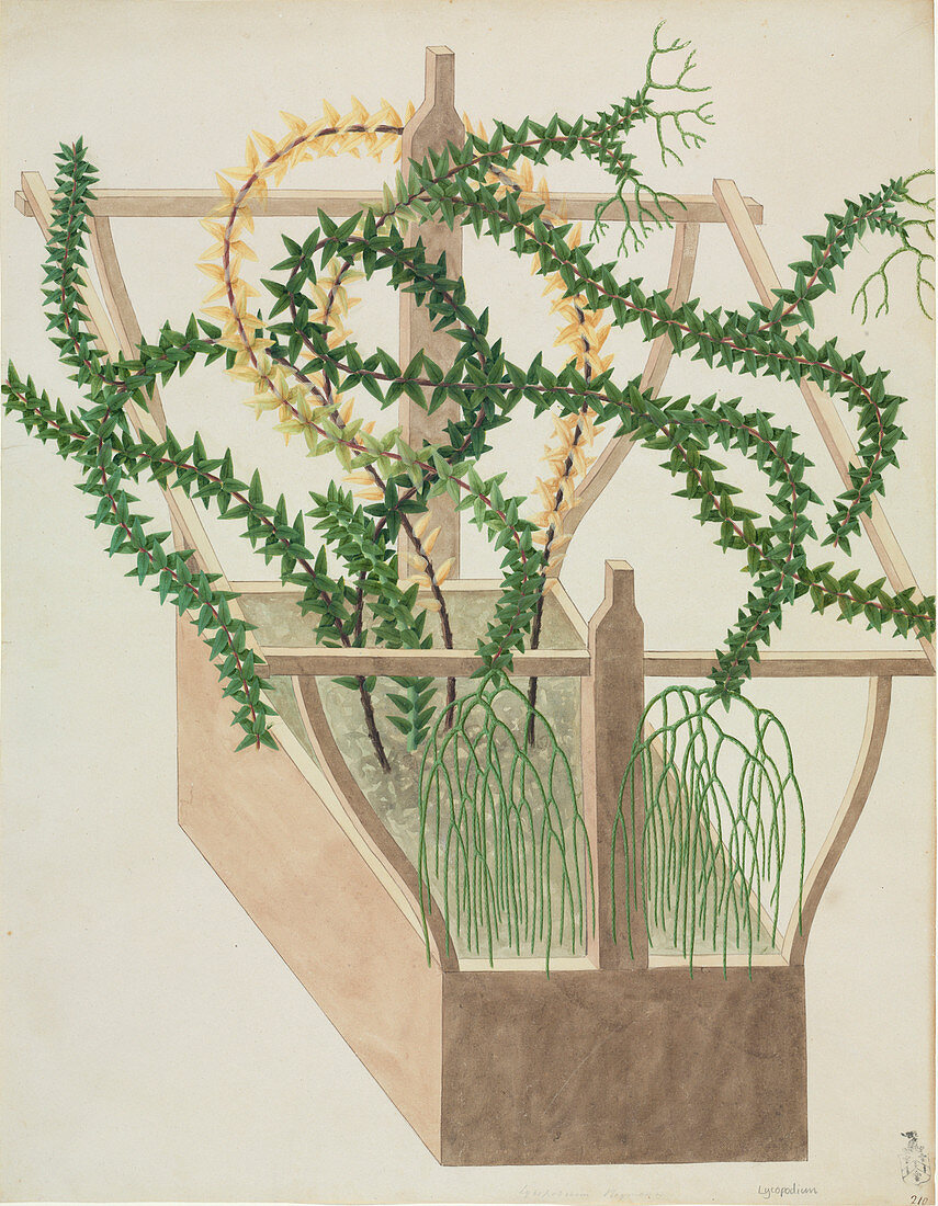 Tassel fern (Huperzia phlegmaria)