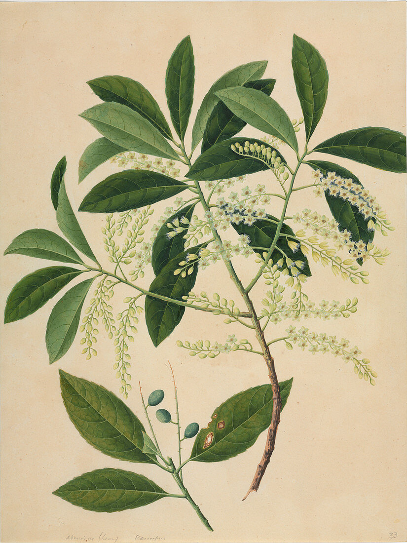 Elaeocarpus plant,artwork