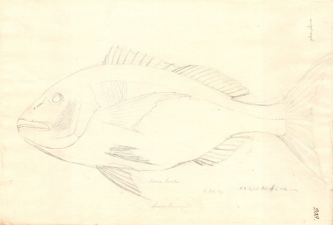 Sciaena fish,18th century