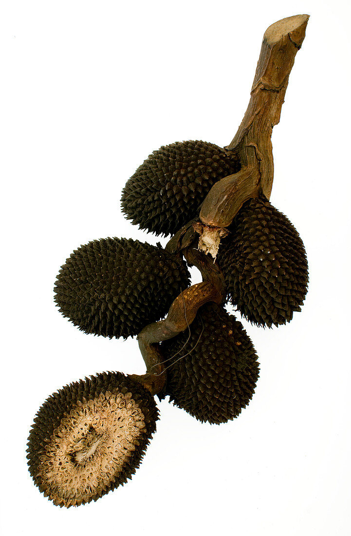 Screw pine (Pandanus atrocarpus) fruit