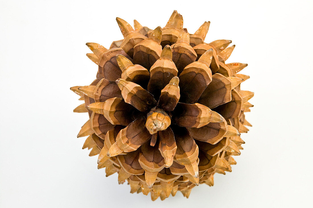 Big-cone pine (Pinus coulteri) cone
