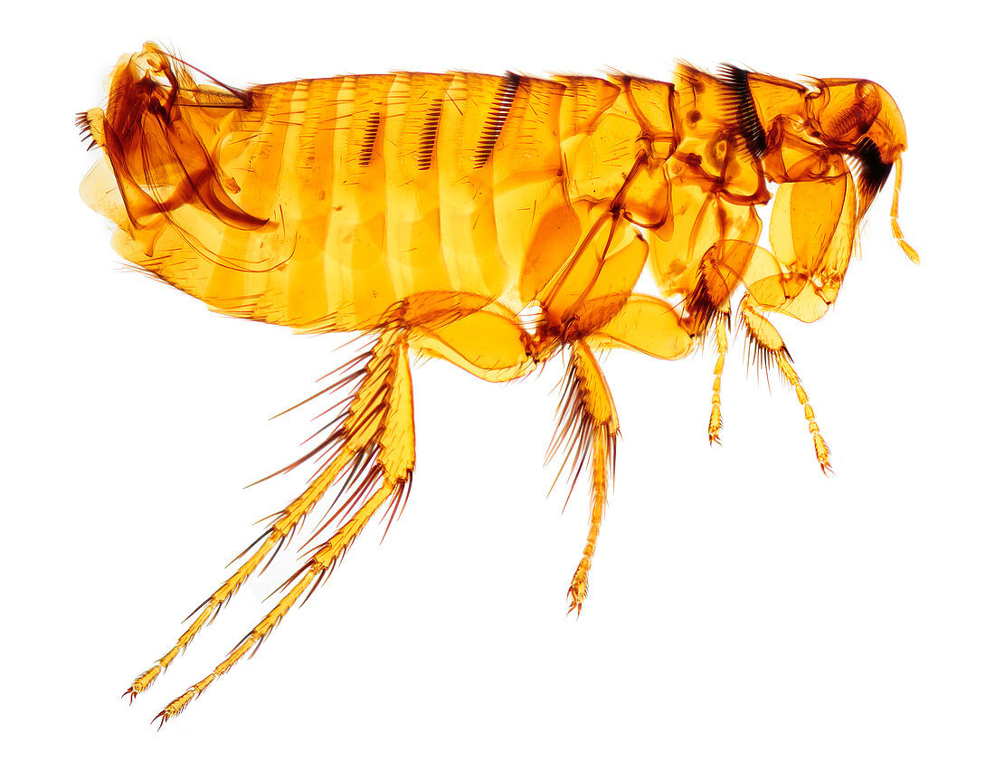 Mole flea