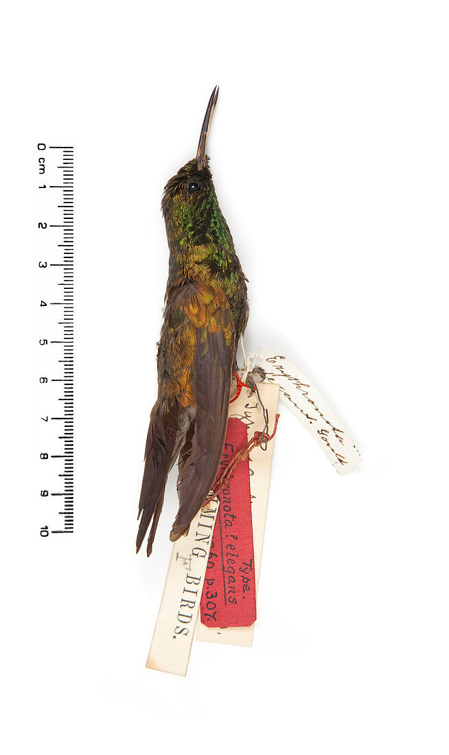 Gould's emerald hummingbird