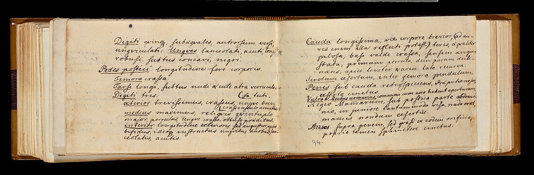 Endeavour expedition notes,1768-1771