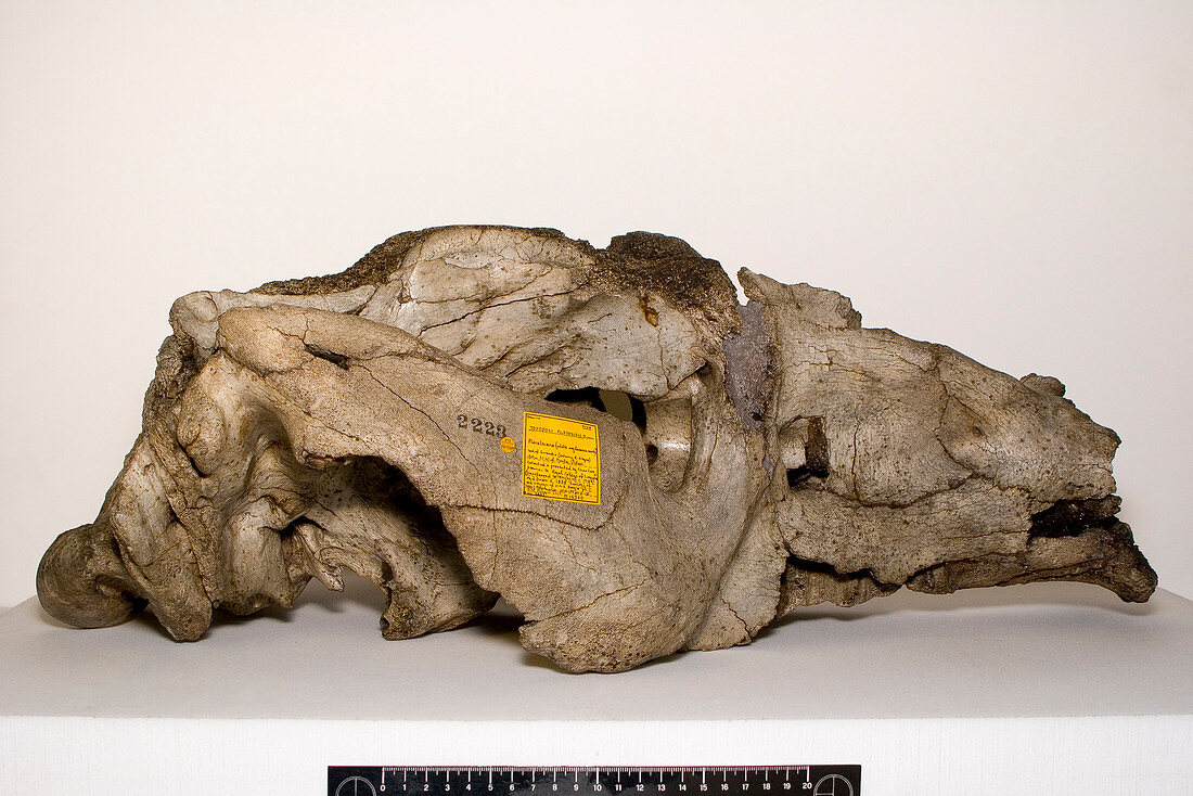 Toxodon platensis skull