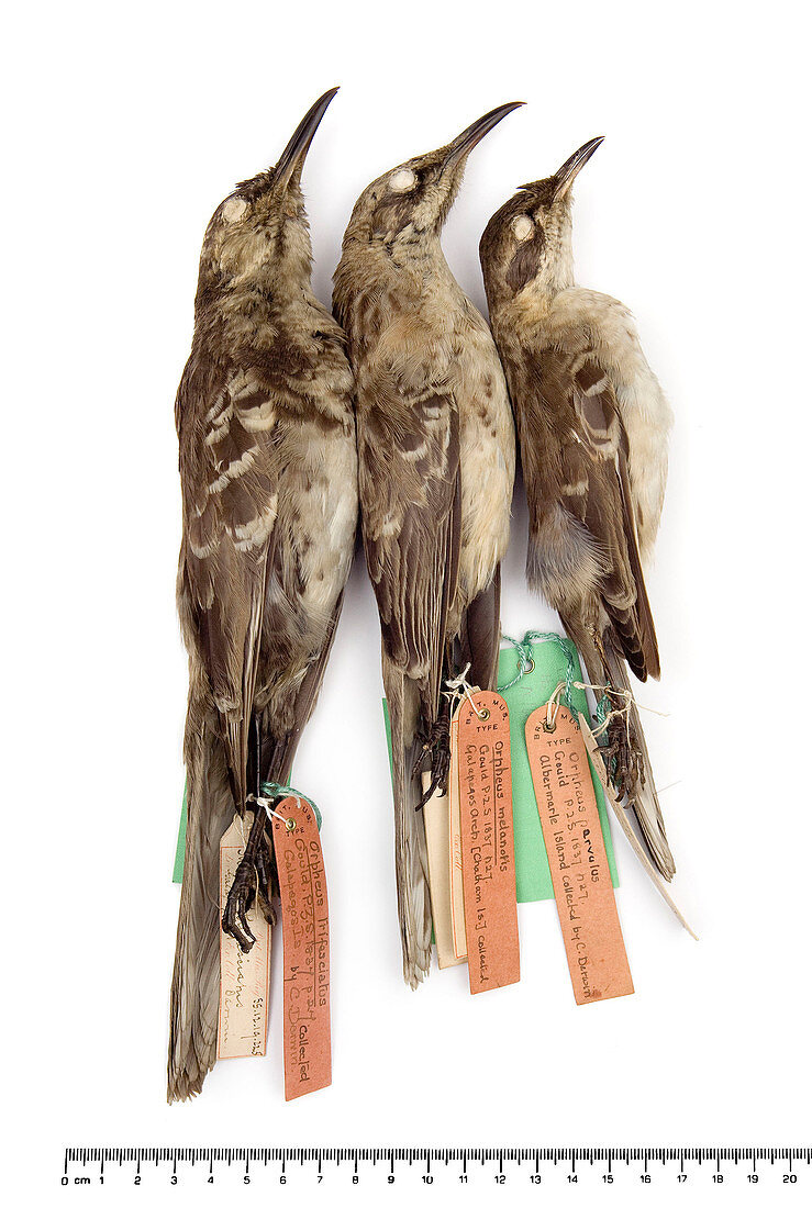 Three Galapagos Mockingbirds
