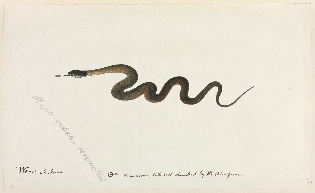 Venomous snake,artwork