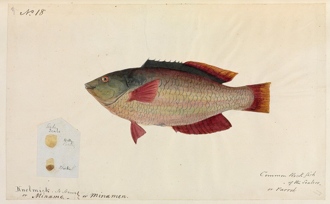Common rock fish,artwork