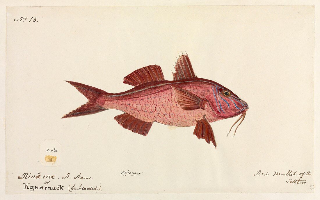 Red mullet fish,artwork