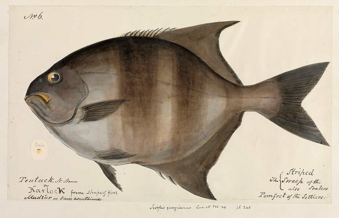 Pomfret fish,artwork