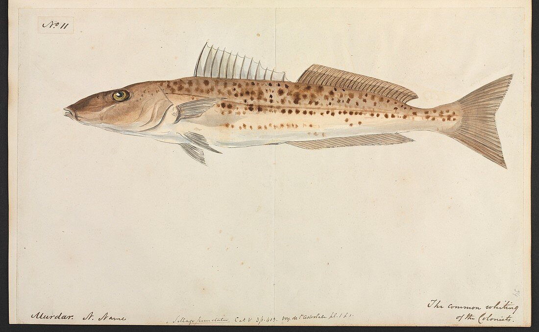 Common whiting fish,artwork
