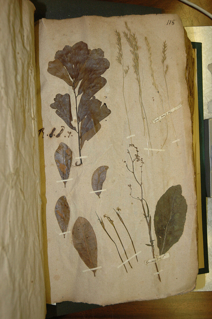 Pressed plant specimens
