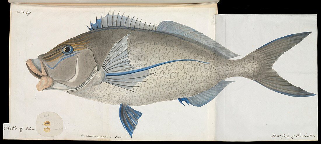 Cheilodactylus perch fish ,artwork