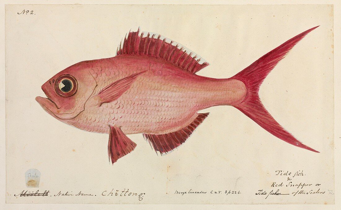 Red snapper fish,artwork