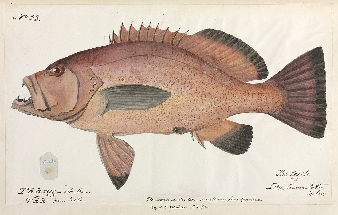 Perch fish,artwork