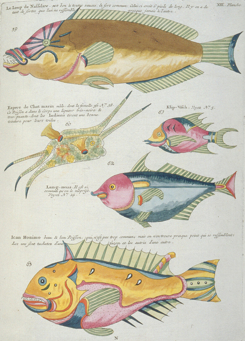 Fish illustrations,18th century