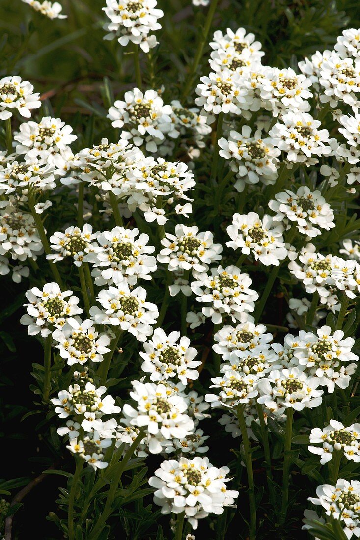 Candytuft (Iberis sempervirens)