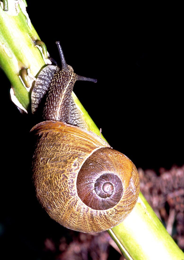 Edible Snail (Helix pomatia)