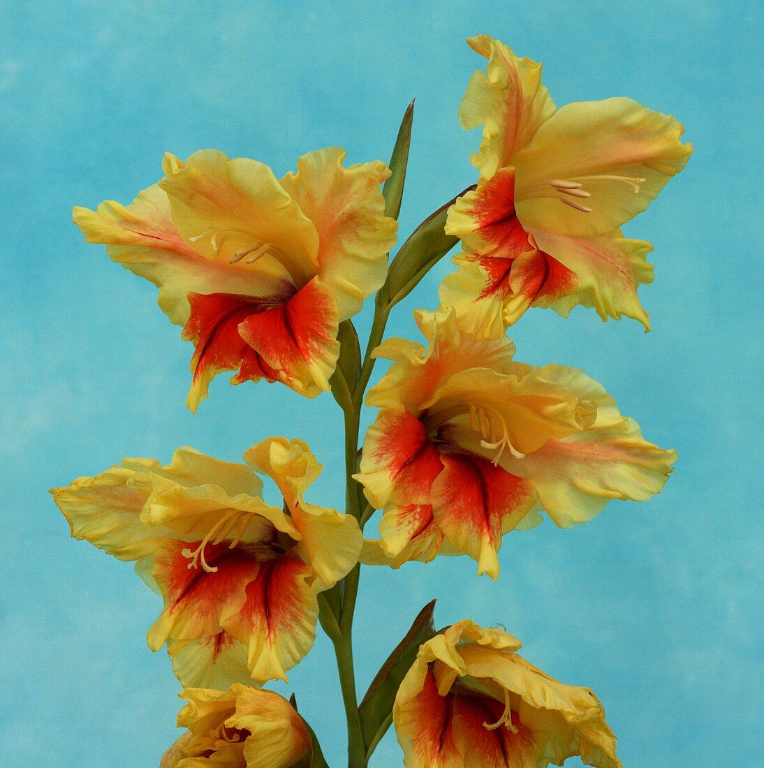 Gladioli (Gladiolus 'Jester')