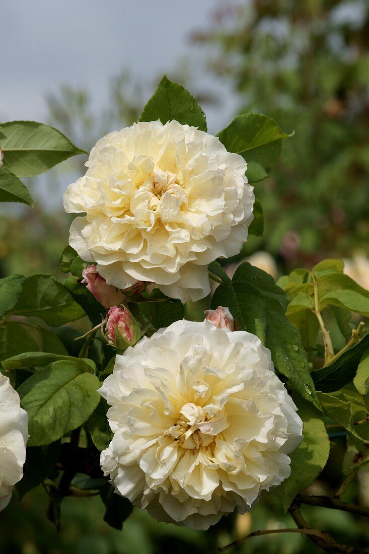 Rose (Rosa 'Celine Forestier')