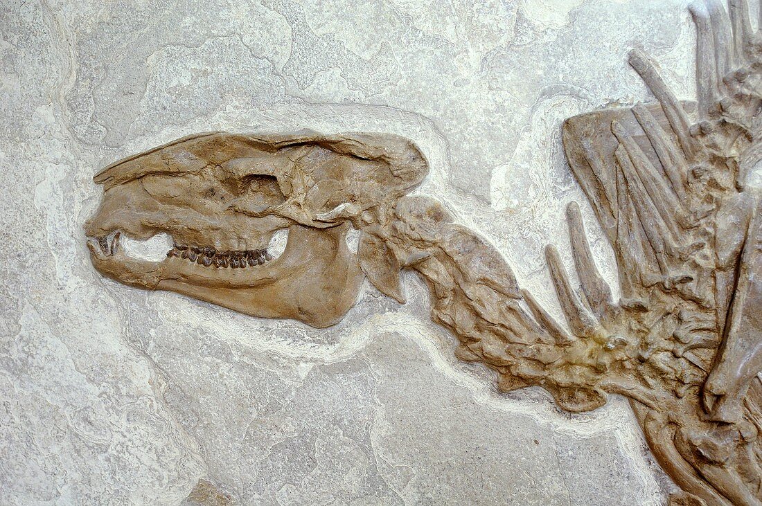 Bachitherium fossil