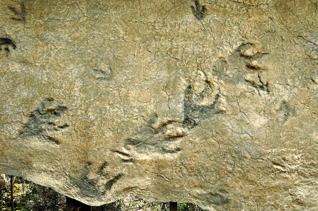 Dinosaur footprint fossils