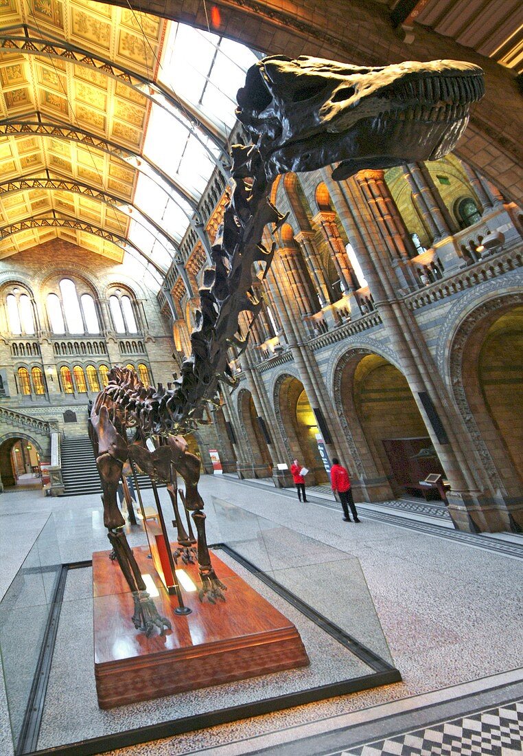 Natural History Museum's Diplodocus