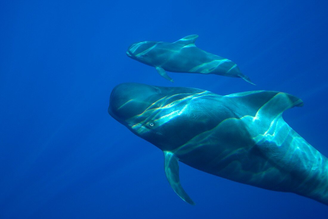 Short-finned pilot whale adult and calf